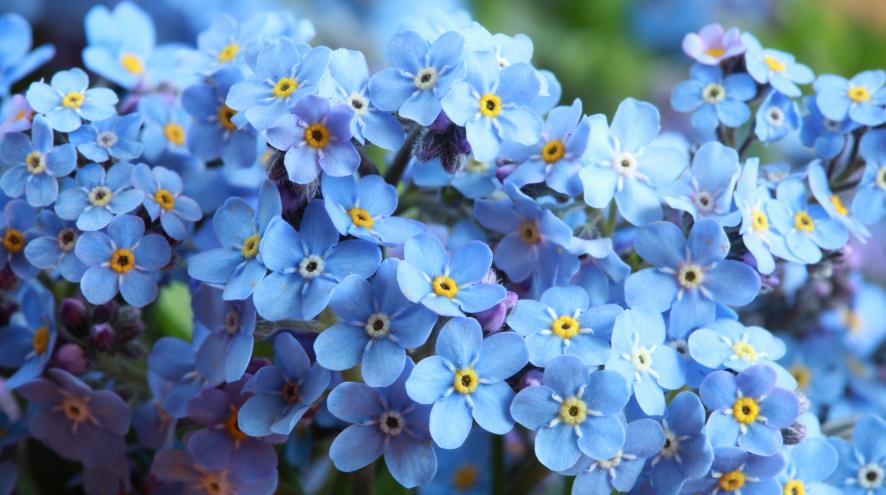 Forget-Me-Not Flower